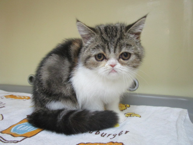 子猫 Wakuwaku Pet Land